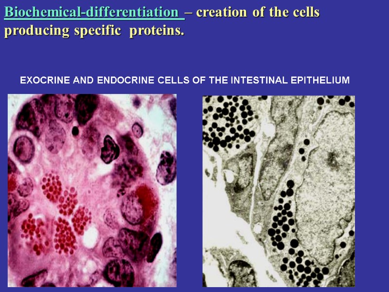 EXOCRINE AND ENDOCRINE CELLS OF THE INTESTINAL EPITHELIUM Biochemical-differentiation – creation of the cells